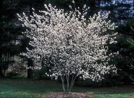 Google Image Result For Http Www Oardc Ohio State Edu Gdd Photo Apple Service Edible Landscaping Shade Trees Garden Shrubs