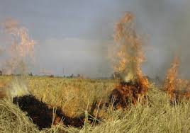 Välj bland ett stort urval liknande scener. Air Pollutant Emissions From Rice Straw Open Field Burning In India Thailand And The Philippines Sciencedirect