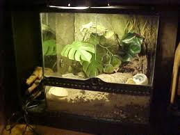 Feature Hermit Crabs Bamboozoo