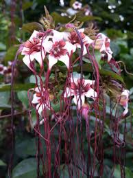 Image result for Strophanthus nicholsonii