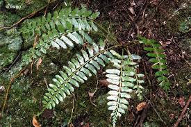Image result for Asplenium uhligii