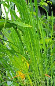 Image result for Cymbopogon nardus