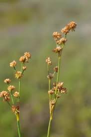 Image result for Juncaceae