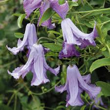 We did not find results for: Clematis Viticella Betty Corning Summer Flower Plants From Gardeners Dream Uk