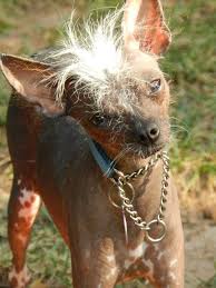 Golden chi (golden retriever x chihuahua) friendly, loyal, confident, and attractive is what sums up the personality of the golden chi. Hairless Crested Chihuahua