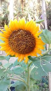 Menanam bunga matahari selain menjadi tanaman hias yang memiliki daya tarik tersendiri, tentu. The Philosophy Of The Helianthus Annuus Filosofi Bunga Matahari Steemit