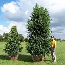Check spelling or type a new query. Cherry Laurel Privacy Landscaping Trees To Plant