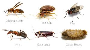 افضل شركة مكافحة حشرات بالرياض خصم خاص للمطاعم والمحلات الافضل 0536676664 Pest Control Termite Control Best Pest Control