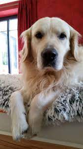 Golden retriever personality, origins, costs and health issues with faqs, buying advice and care are golden retrievers smart? Perfect Black Nose Golden Retriever Golden Retriever Retriever Dog Love