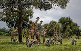 Unlike many ungulates in africa, zebras do not require short grass to graze. Conference Of 183 Countries Held To Tackle Wildlife Extinction Crisis Intelligent Living