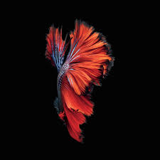 Looking for the best oled wallpaper? Free Download 2k Oled Portrait Wallpapers Top 2k Oled Portrait 2048x2048 For Your Desktop Mobile Tablet Explore 27 Portrait Wallpaper 4k Portrait Wallpapers Portrait Mode Wallpaper Portrait Orientation Wallpaper