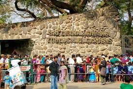 Amazing Experience In The Mysore Zoo Mysore Zoo Tourist Places Mysore