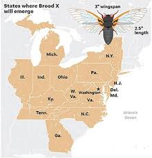 Most species of cicadas in the u.s. Is A Plague Of Locusts Next What To Know About The 17 Year Cicadas About To Arrive Lifestyles Dailyprogress Com