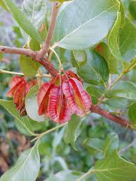 Image result for Combretum apiculatum