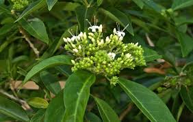 Image result for Volkameria glabra