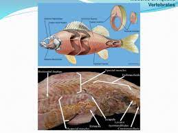 Comparative Anatomy Muscular System