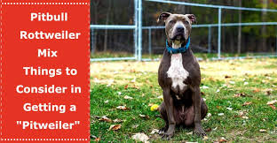 A rottweiler mix is a cross between a rottweiler and another dog breed. Pitbull Rottweiler Mix Things To Consider In Getting A Pitweiler Petxu