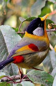 Bird With Long Colorful Beak Fantastic Little Birds With Long Beaks Repin Beautiful Birds Birds Colorful Birds