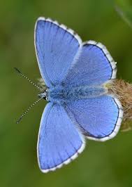J Meltem Senay Adli Kullanicinin Butterflies Panosundaki Pin Kelebekler Bitki Hayvanlar Alemi