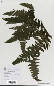 Image result for Blotiella