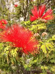 Image result for Calliandra tweedii