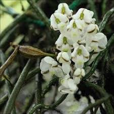 Image result for Microcoelia exilis