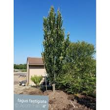 Image result for Centemopsis fastigiata