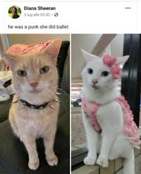 Pin By Aaa444aaa44 On H Punk Cats Cats Kitty