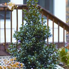 Castle Spire® Blue Holly - Ilex - 4