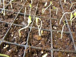 The nutrients are transported around the plant by phloem cells in the vasculature. Ensuring Success With Tomato Seed Germination Growing Tomatoes Peppers