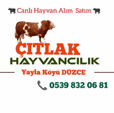 Kaynasli Canli Hayvan Pazari Home Facebook
