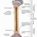 Growth Plate Anatomy | Musculoskeletal Key