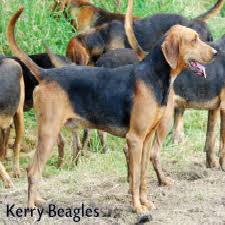 Black And Tan Beagle Coonhound Mix Kerry Beagles They Re Actually An Irish Type Of Foxhound And Are Behind Black And Tan Coonhounds Irish Dog Beagle Dog Breed Hound Dog