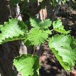 Image result for Obetia tenax