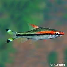 Poisson Barbus Varie 13 15cm Poisson De Compagnie Poisson Eau Douce Cichlides