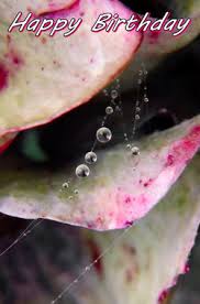 Birthday Cards Online For Him