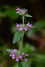 Image result for Clinopodium uhligii