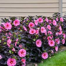 Image result for Hibiscus mechowii