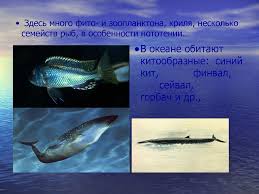 Однако в связи с тем, что такая граница непостоянна и неудобна в практическом смысле, было принято решение зафиксировать площадь южного океана между 60. Yuzhnyj Okean Prezentaciya Onlajn