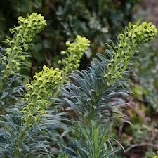 Taking euphorbia cuttings (video) how to grow euphorbias. Euphorbia Characias Black Pearl Spurge Gardeners Dream