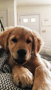 Dogs Wallpaper Tumblr In 2020 Puppies Cute Dogs Animals