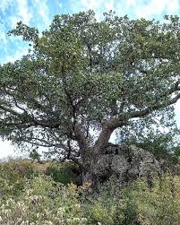 Image result for Ficus wakefieldii
