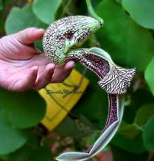 Image result for Aristolochia littoralis