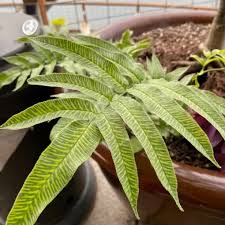 Image result for Coniogramme