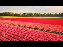 Sono stati importati dalla turchia solo nel 16° secolo. Visitare L Olanda A Marzo E Aprile Per Assistere Allo Spettacolo Dei Tulipani In Fiore Youtube