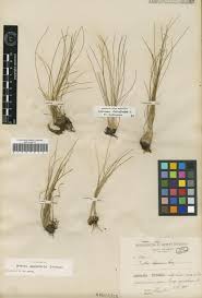 Image result for Isoetes welwitschii