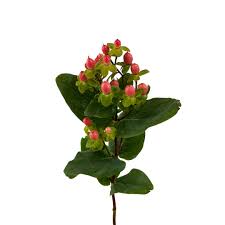 Image result for Hypericum humbertii