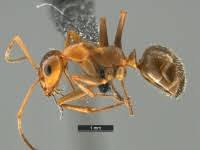 Image result for Landolphia incerta