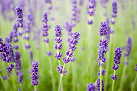 Surprise Allergies To Natural Skin Care Products Natural Skin Care Natural Anti Aging Skin Care Purple Plants