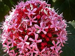 Image result for Clerodendrum tricholobum